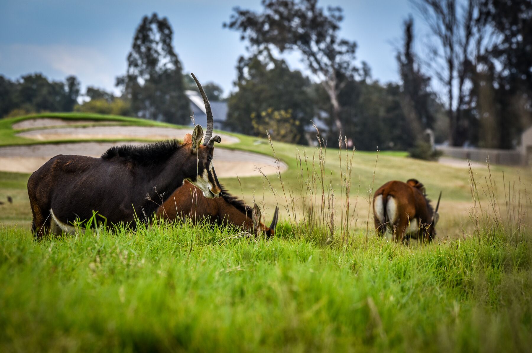 Antelope grazing inside the estate