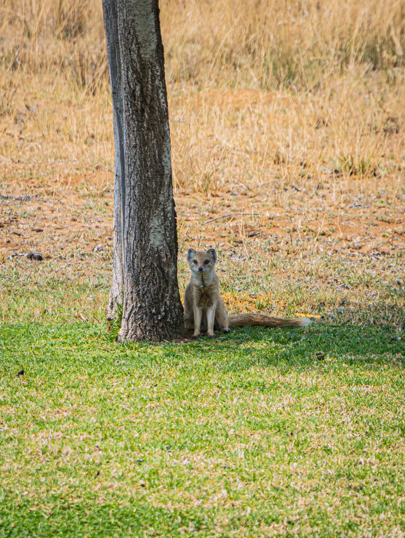 Wildlife at the water's edge