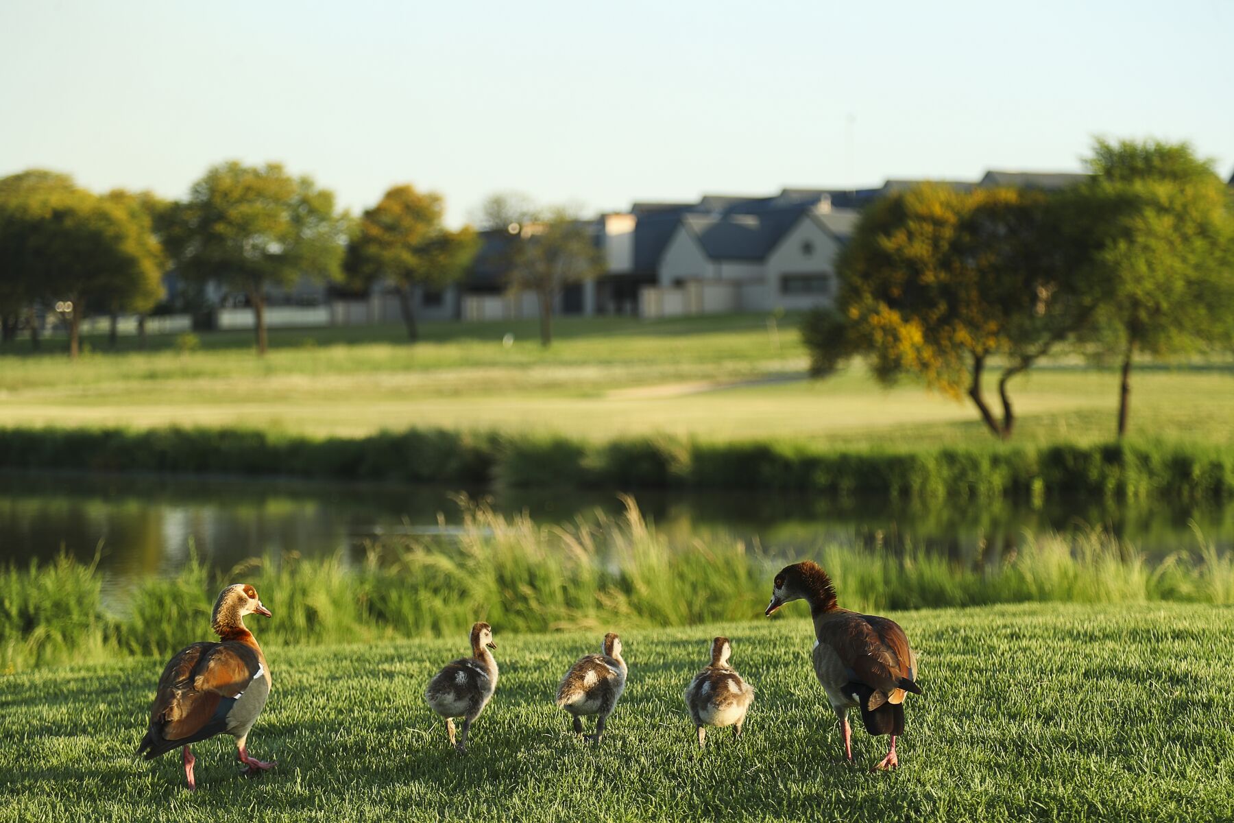 Resident wildlife on the estate